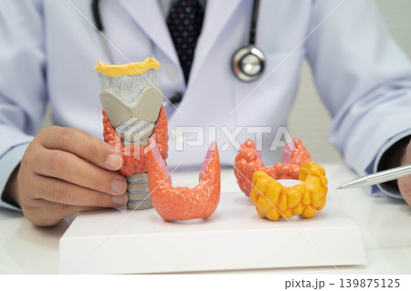 Hyperthyroidism, Overactive Thyroid, Thyroid Lymphoma, Asian doctor with thyroid gland human anatomy model in hospital. 139875125