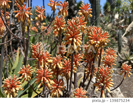 Nubian Aloe (Aloe camperi) Nubian Aloe (Aloe camperi) 139875234