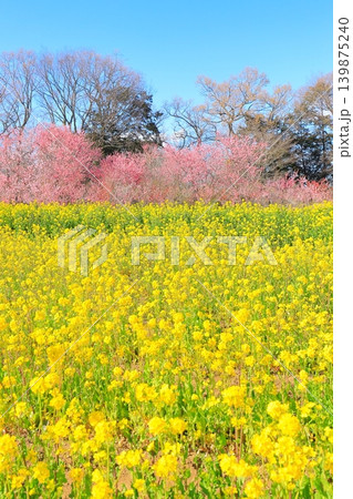 茨城県古河市　満開の桃まつり 139875240