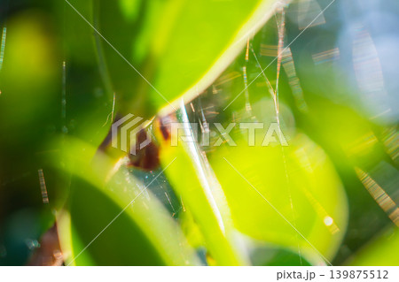 Natural plant green leaf in garden with bokeh background Natural plant green leaf in garden with bokeh background 139875512