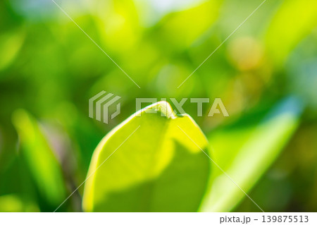 Natural plant green leaf in garden with bokeh background Natural plant green leaf in garden with bokeh background 139875513