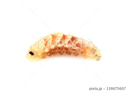 ヒラタアブの幼虫 ヒラタアブの幼虫 139875607