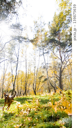 A cute dog frolics during a walk in the autumn forest. A cute dog frolics during a walk in the autumn forest. 139875639