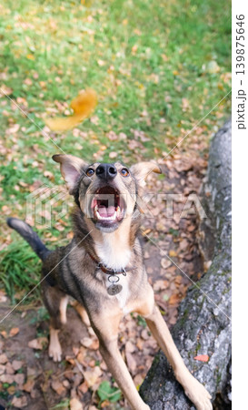 A cute dog frolics during a walk in the autumn forest. A cute dog frolics during a walk in the autumn forest. 139875646