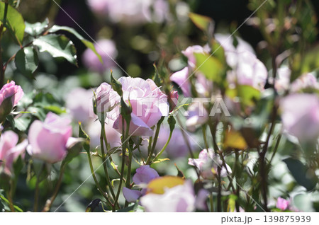 近所で見たバラの花 139875939