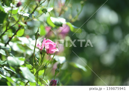 近所で見たバラの花 139875941