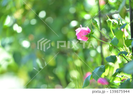 近所で見たバラの花 139875944