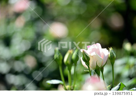近所で見たバラの花 近所で見たバラの花 139875951
