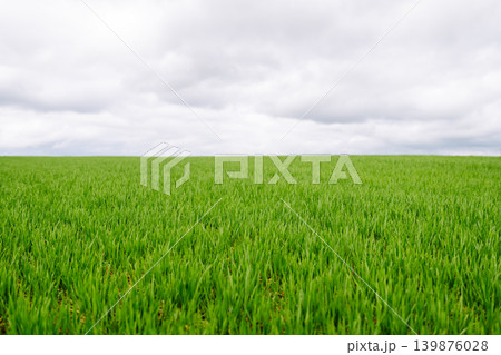 Field of green grass. Young plants growing in a farmer's field. Agriculture concept. 139876028