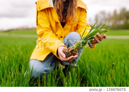 Young wheat sprout in the hands of a farmer. Agriculture, gardening or ecology concept. Young wheat sprout in the hands of a farmer. Agriculture, gardening or ecology concept. 139876078