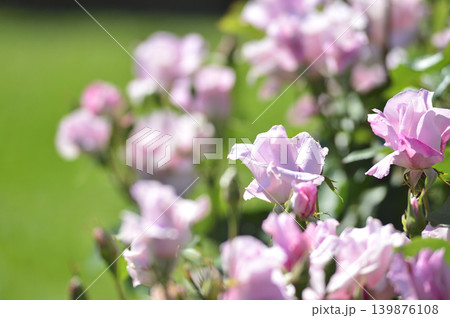 近所で見たバラの花 近所で見たバラの花 139876108