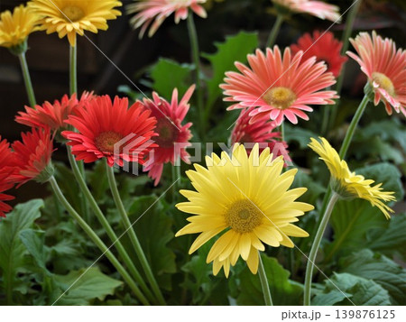 ガーベラの赤やオレンジや黄色の花 ガーベラの赤やオレンジや黄色の花 139876125