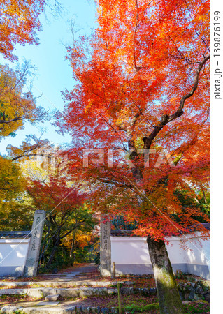 紅葉したモミジのトンネル 浄住寺 紅葉したモミジのトンネル 浄住寺 139876199