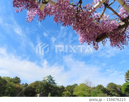 藤の花と名古屋城天守 藤の花と名古屋城天守 139876223