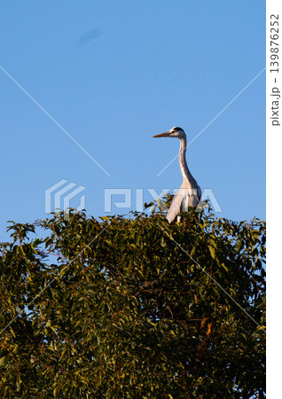 東京・水元公園の野鳥（水浴びシーン） 139876252