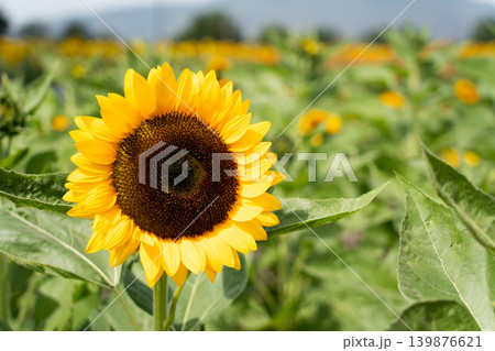 Beautiful yellow color sunflower in the agriculture farm background 139876621
