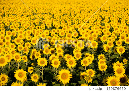 Beautiful yellow color sunflower in the agriculture farm background Beautiful yellow color sunflower in the agriculture farm background 139876650