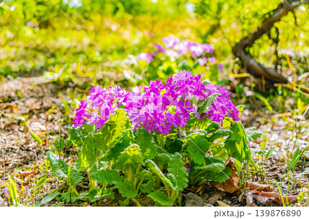 (山梨県)清里・美し森・雑木林に自生するサクラソウ(桜草) (山梨県)清里・美し森・雑木林に自生するサクラソウ(桜草) 139876890