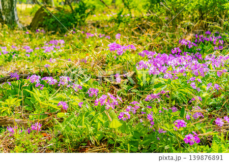 (山梨県)清里・美し森・雑木林に自生するサクラソウ(桜草) (山梨県)清里・美し森・雑木林に自生するサクラソウ(桜草) 139876891