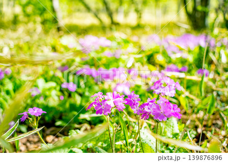(山梨県)清里・美し森・雑木林に自生するサクラソウ(桜草) (山梨県)清里・美し森・雑木林に自生するサクラソウ(桜草) 139876896