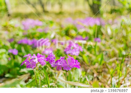 (山梨県)清里・美し森・雑木林に自生するサクラソウ(桜草) (山梨県)清里・美し森・雑木林に自生するサクラソウ(桜草) 139876897