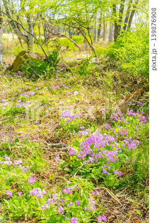 (山梨県)清里・美し森・雑木林に自生するサクラソウ(桜草) (山梨県)清里・美し森・雑木林に自生するサクラソウ(桜草) 139876908
