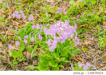 (山梨県)清里・美し森・雑木林に自生するサクラソウ(桜草) (山梨県)清里・美し森・雑木林に自生するサクラソウ(桜草) 139876924