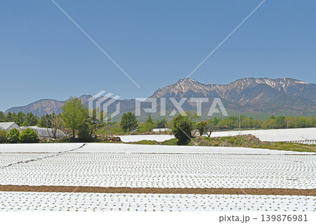 八ヶ岳連峰を望む初夏の野辺山高原　白マルチが広がる高原野菜畑と残雪の山並み 139876981