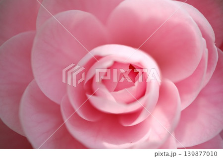 乙女椿の花芯 淡いピンクから深紅へと色づくグラデーションのクローズアップ 139877010