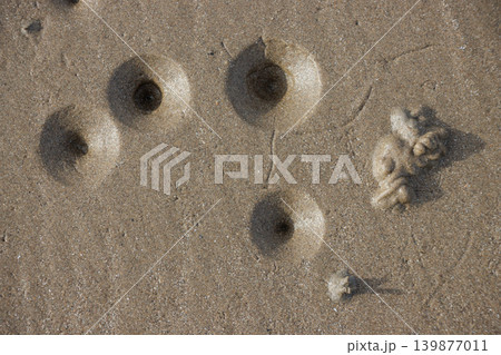 Lugworm holes and cast on surface of sand at low tide 139877011