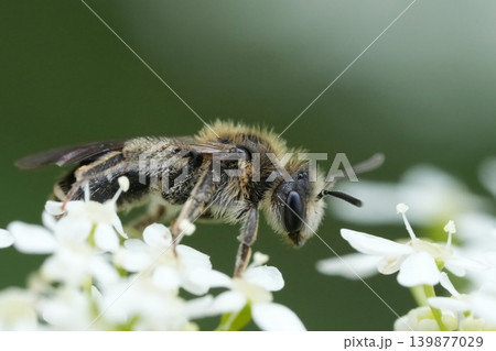 Closeup on a female Broad-faced Mining Bee, Andrena proxima on the white flowers of it's host plant cow parsley, wild chervil, Anthriscus sylvestris Closeup on a female Broad-faced Mining Bee, Andrena proxima on the white flowers of it's host plant cow parsley, wild chervil, Anthriscus sylvestris 139877029