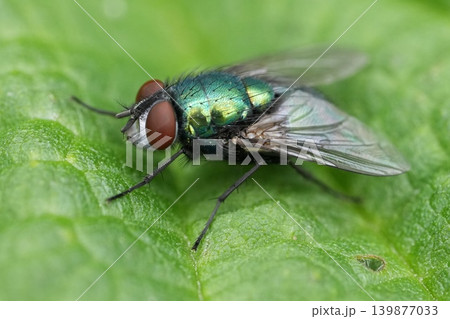 Macro Photography of a Vibrant Green Housefly with Red Eyes Rest on a Fresh Lush Leaf in Natural Light 139877033