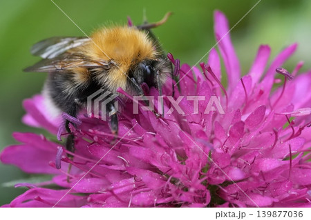 Closeup on a Tree bumblebee, Bombus hypnorum on a dark purple Scabious flower, Knautia macedonica in the garden Closeup on a Tree bumblebee, Bombus hypnorum on a dark purple Scabious flower, Knautia macedonica in the garden 139877036