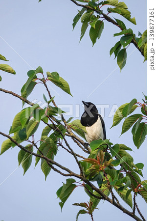 Elegant Black and White Magpie Bird Perch on Branch with Lush Green Leaves Against a Clear Sky Backdrop Elegant Black and White Magpie Bird Perch on Branch with Lush Green Leaves Against a Clear Sky Backdrop 139877161
