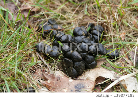 Fresh pile of dark deer droppings on a forest floor amidst green and dry grass, outdoor nature scene Fresh pile of dark deer droppings on a forest floor amidst green and dry grass, outdoor nature scene 139877185