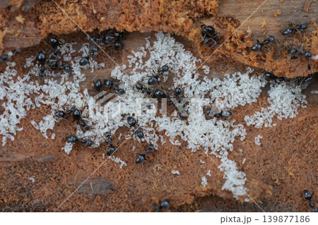 Colony of small Lasius fuliginosus ants protect their white eggs and larvae within a broken piece of wood, close up macro view Colony of small Lasius fuliginosus ants protect their white eggs and larvae within a broken piece of wood, close up macro view 139877186