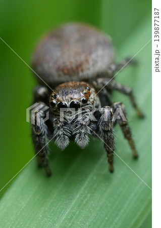 Detailed closeup on a cute Woodland Jumping Spider, Evarcha falcata on a grass blade Detailed closeup on a cute Woodland Jumping Spider, Evarcha falcata on a grass blade 139877187