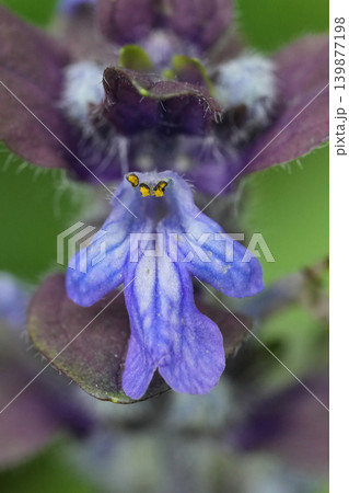 Vertical detailed closeup on a Common blue bugle weed wildflower Ajuga reptans Vertical detailed closeup on a Common blue bugle weed wildflower Ajuga reptans 139877198