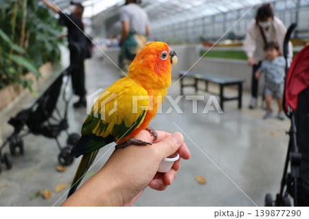 花鳥園のコガネメキシコインコ、体験、触れ合い 花鳥園のコガネメキシコインコ、体験、触れ合い 139877290
