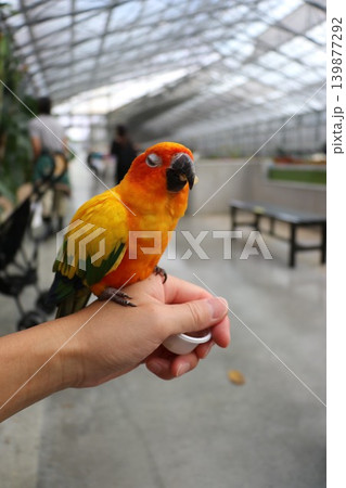 花鳥園のコガネメキシコインコ、体験、触れ合い 139877292