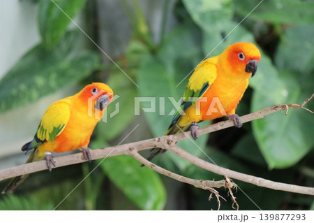 花鳥園のコガネメキシコインコ、体験、触れ合い 花鳥園のコガネメキシコインコ、体験、触れ合い 139877293