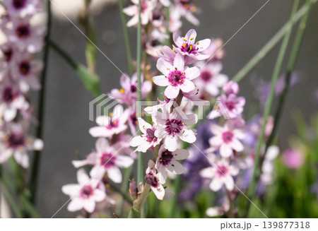 Wurmbea or Rice flower (Wurmbea stricta) Wurmbea or Rice flower (Wurmbea stricta) 139877318