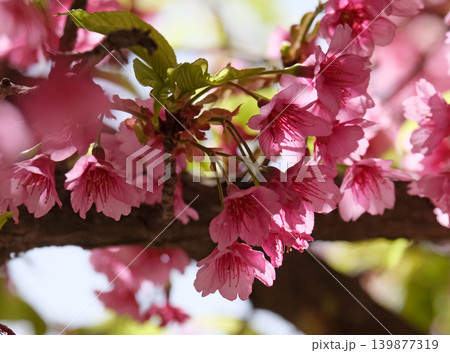 Spring blooming a small tree Taiwan cherry, Formosan cherry, or bellflower cherry (lat.- Prunus campanulata) Spring blooming a small tree Taiwan cherry, Formosan cherry, or bellflower cherry (lat.- Prunus campanulata) 139877319