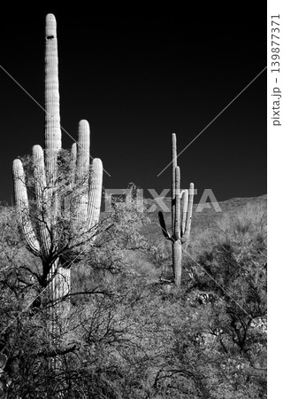 Old Saguaro Cactus Sonora desert Arizona in Black and White 139877371