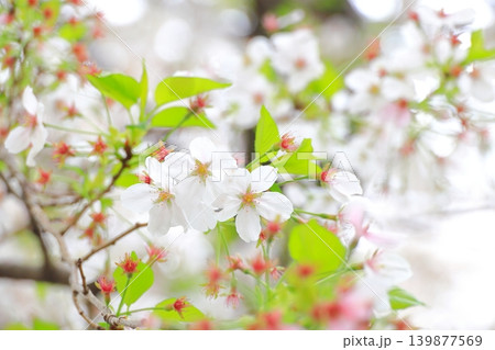 二ヶ領用水宿河原堀の桜 139877569