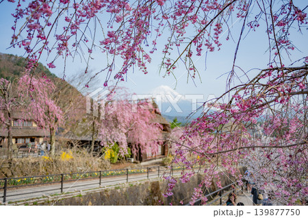 富士山・桜満開の河口湖(春の絶景) 富士山・桜満開の河口湖(春の絶景) 139877750