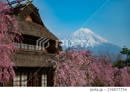 桜と雪の富士山(河口湖・山梨) 桜と雪の富士山(河口湖・山梨) 139877754