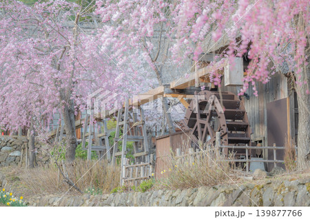 河口湖・桜と富士山(春の山梨) 河口湖・桜と富士山(春の山梨) 139877766
