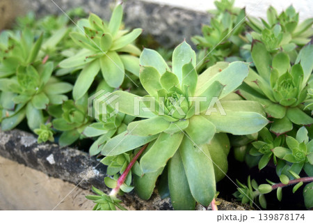 closeup of succulent plant in a garden closeup of succulent plant in a garden 139878174