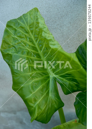 closeup of alocasia leaf texture 139878244